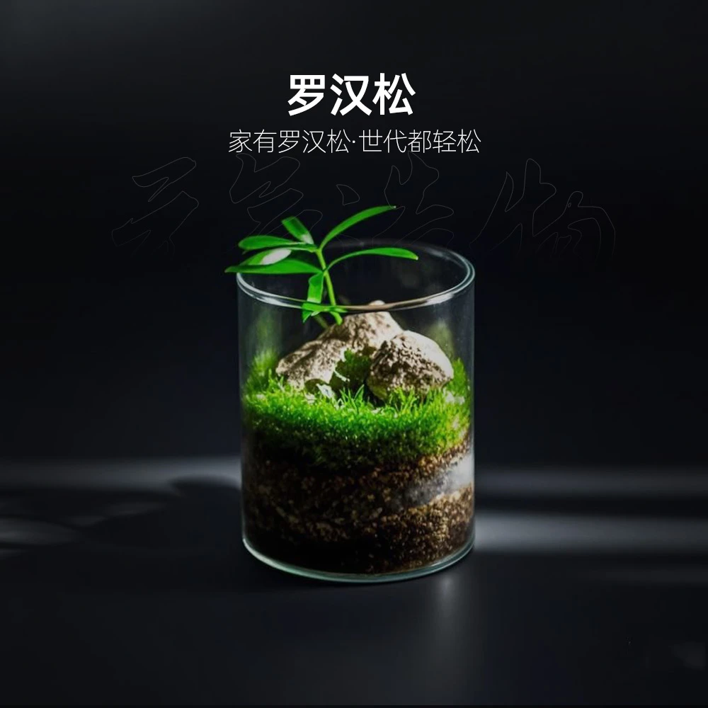 【十怡】青松—罗汉松真石成品真植物【尺寸：6.5*10】