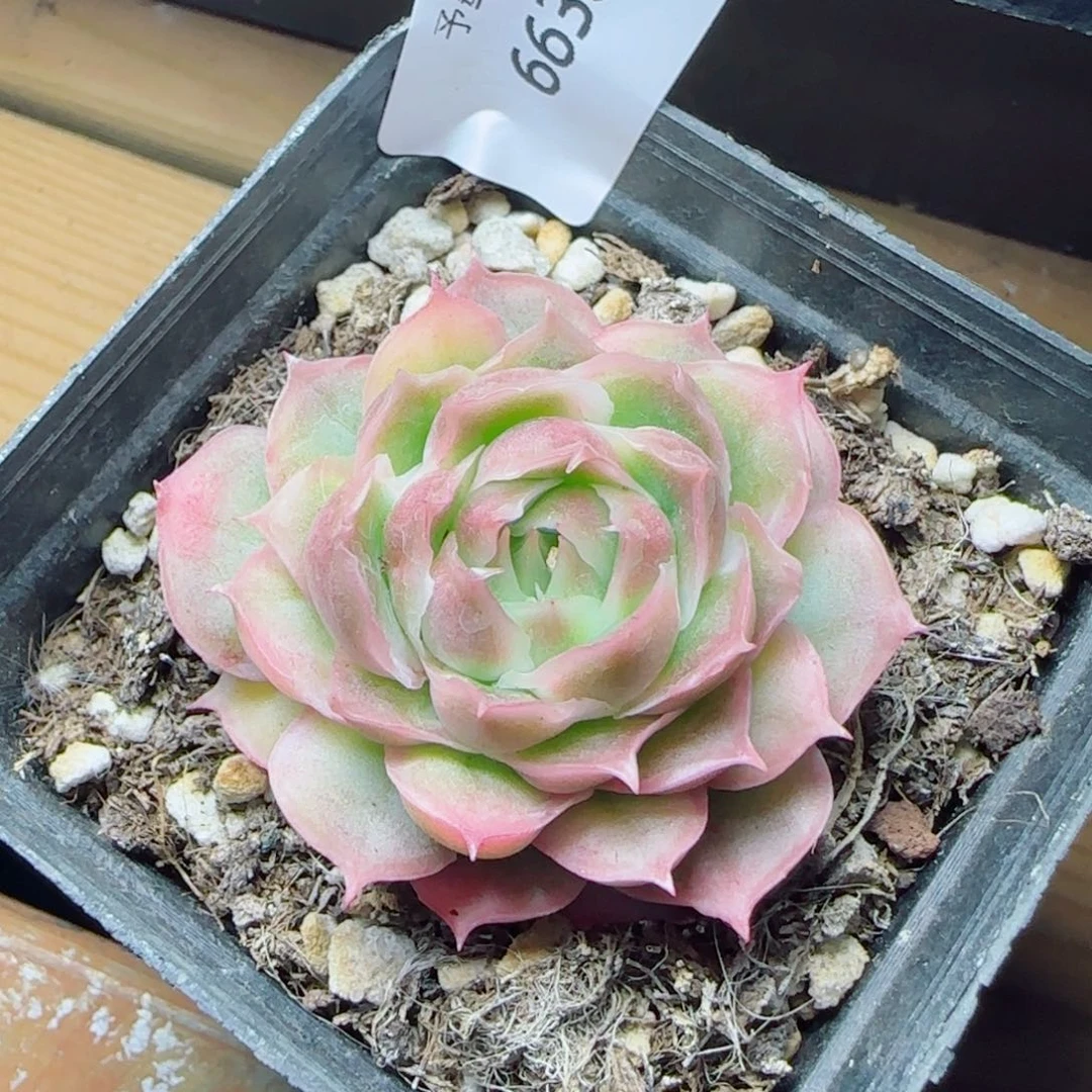 泡泡纱裙，6638多肉植物