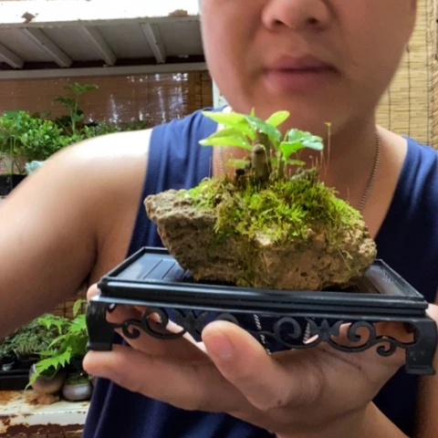 红陶一物一拍所见即所得34