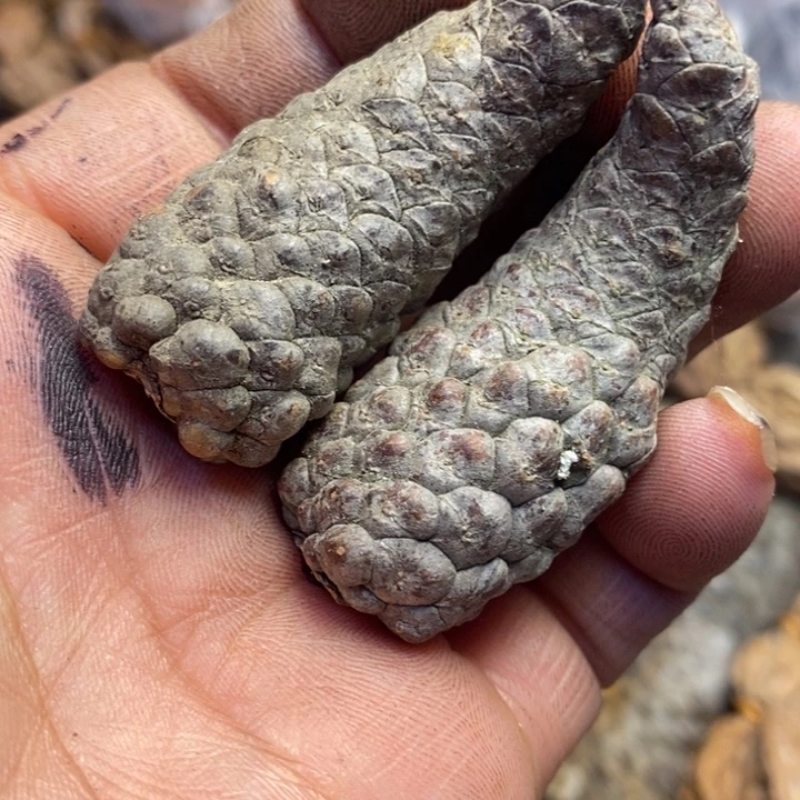 吊坠文玩核桃东北特产122