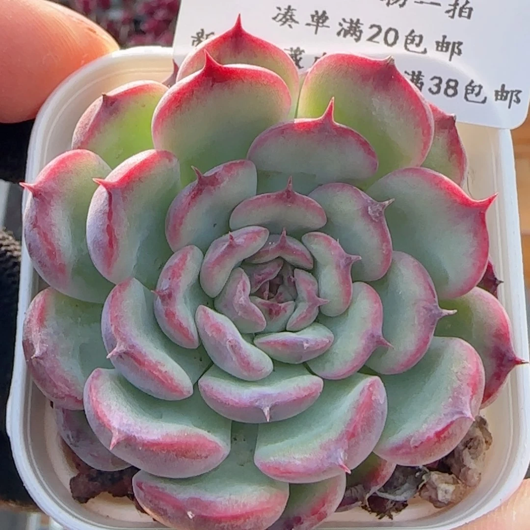 0614-69穿山甲马赛