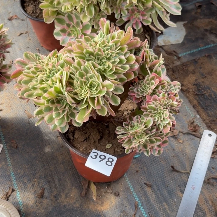 女巫缀多肉植物不包损398