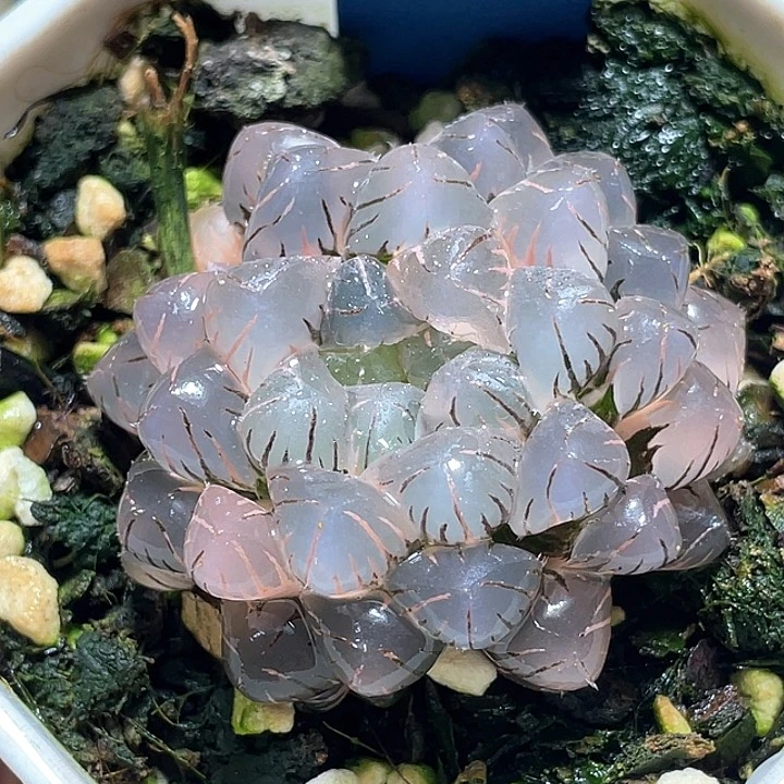 612亞城冰燈錦一物一拍