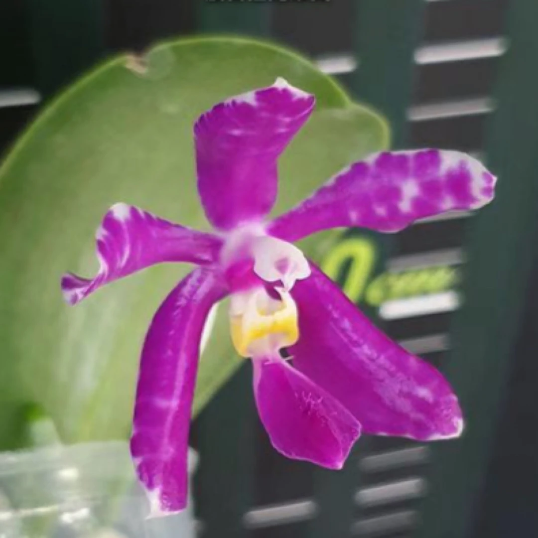 花农杰哥原生种蝴蝶兰直播用链接 波古拉x sib