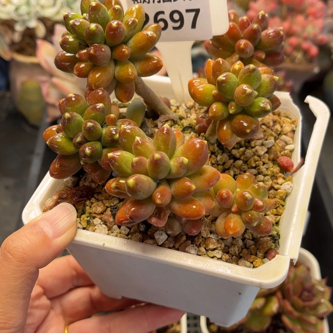 2697 满30包邮天冷地区必拍保温箱