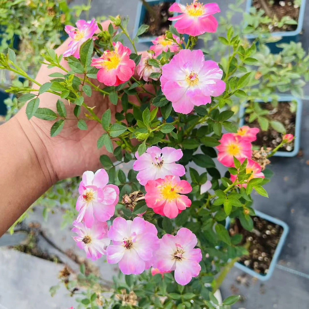 莉莉微月季棒棒糖树状型月季花多季开花爆花丰花多头阳台庭院种植