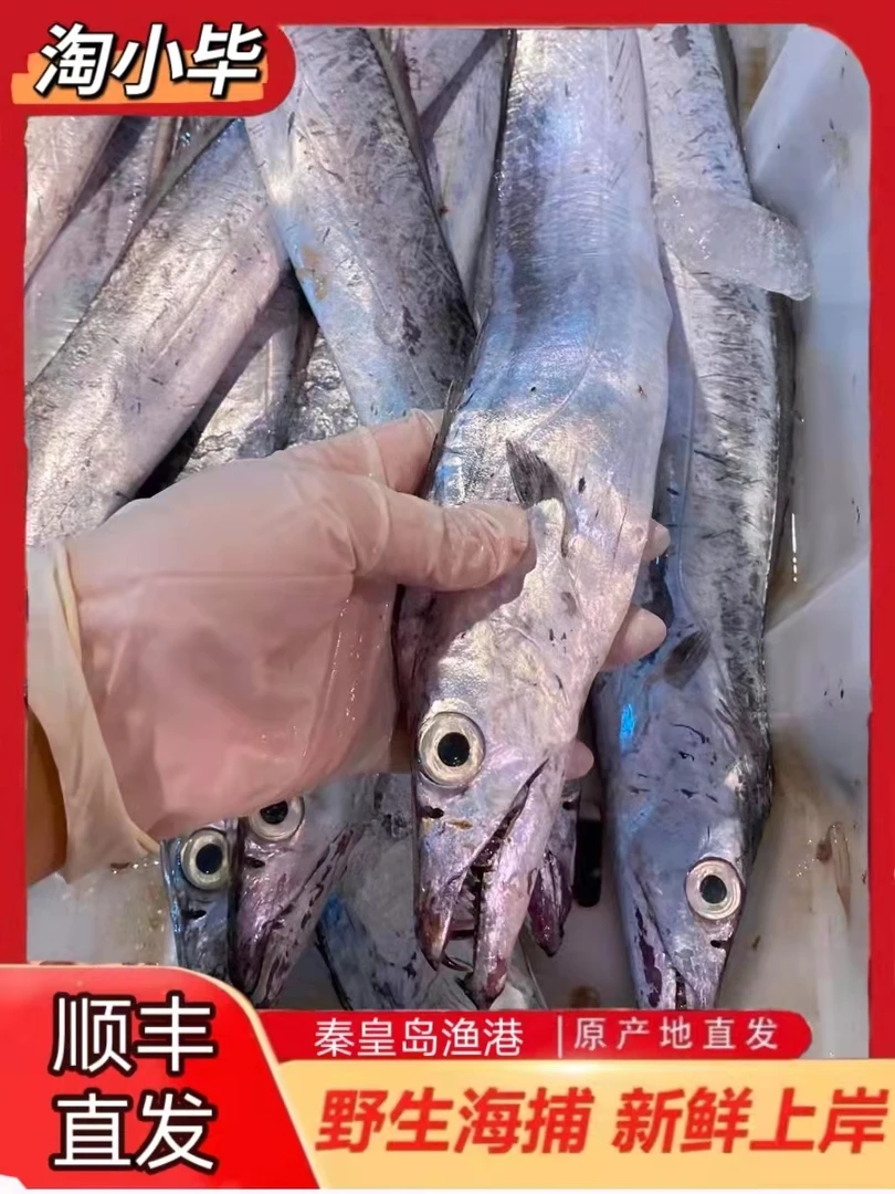 正宗渤海湾小眼睛油带鱼 （每条7两-1斤）3斤起拍