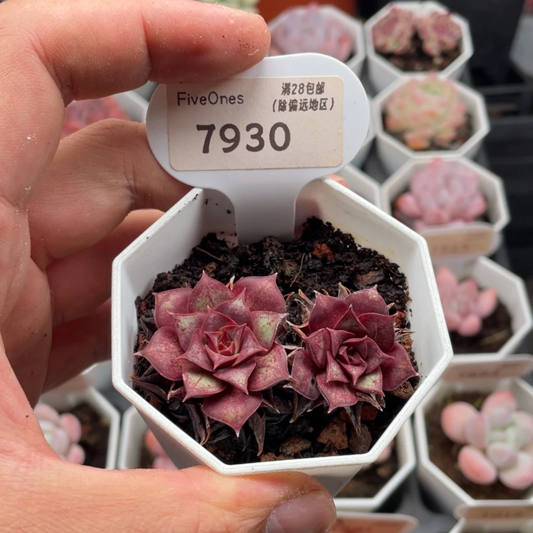 罗西玛7930-5.5厘米