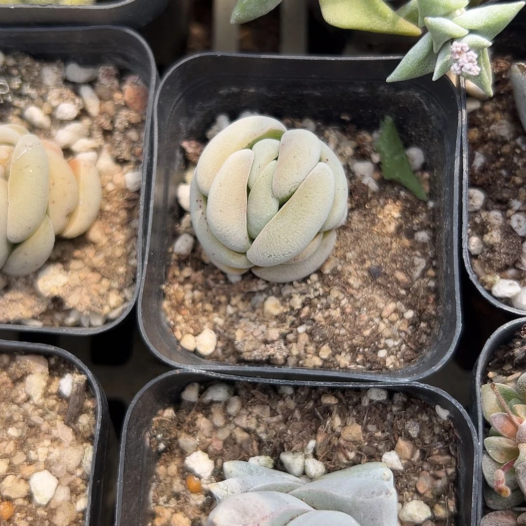 多肉植物多肉植物