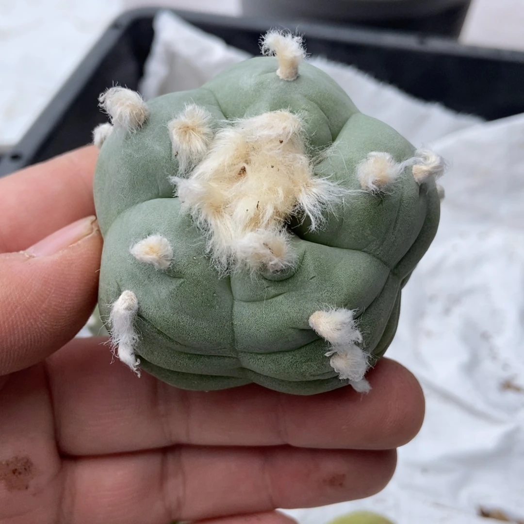 一*天无刺仙人球开花了