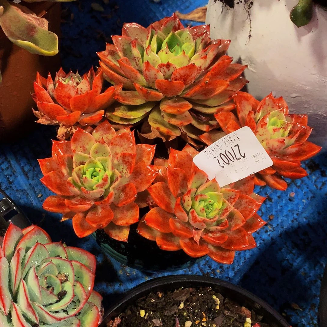 木***贝     贝拉多肉27002