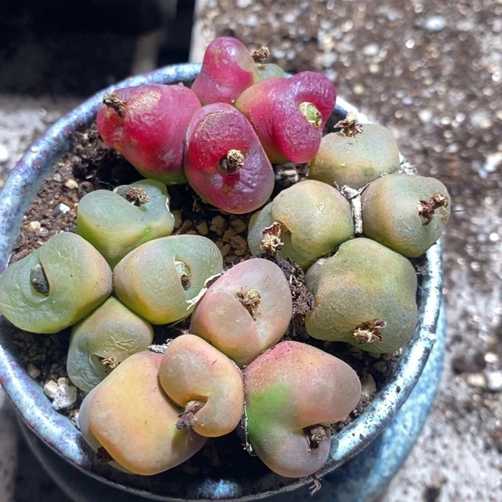 26286有伤一组一组