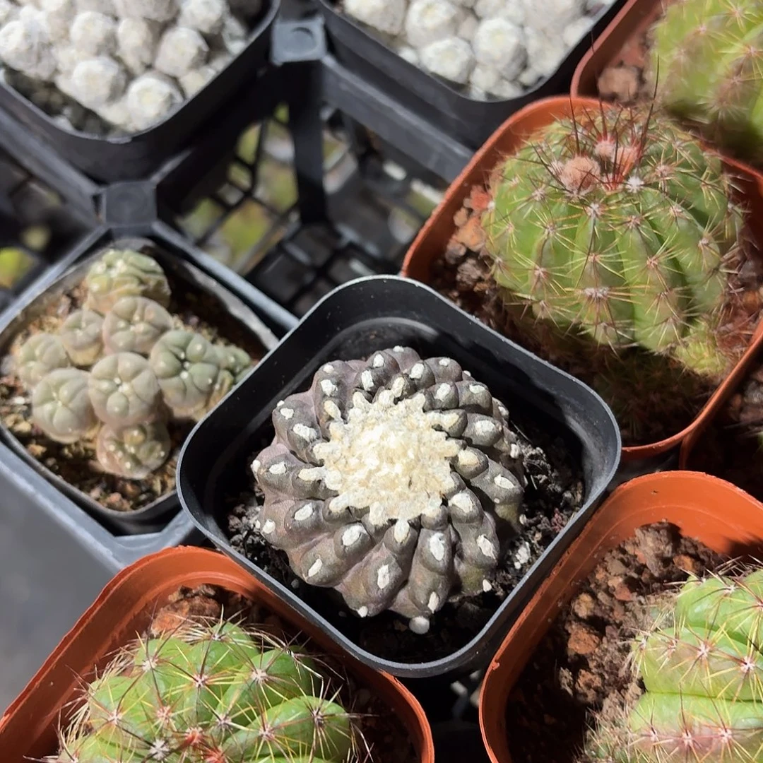 墨蝶仙人球单头5㎝盆