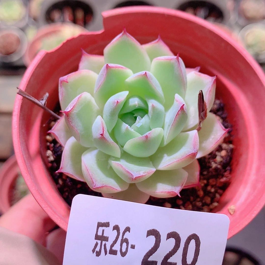 乐然26-220 女王单头