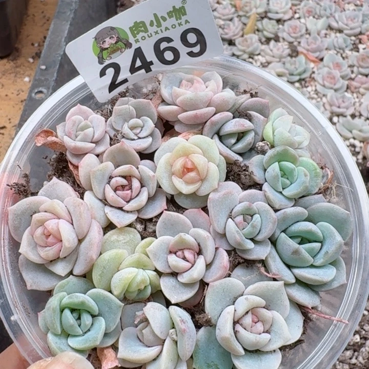 多肉植物多肉植物