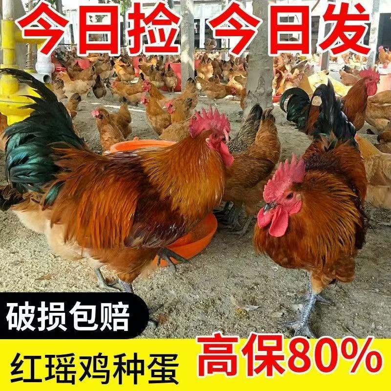 纯红瑶鸡土鸡蛋可孵化鸡蛋受精蛋散养土鸡种蛋当天现捡新鲜鸡蛋