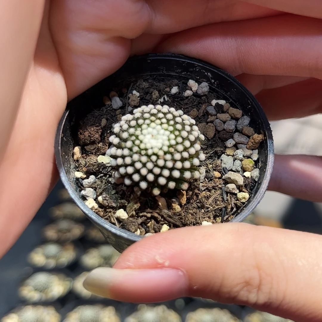 2cm自根控养松针牡丹带盆