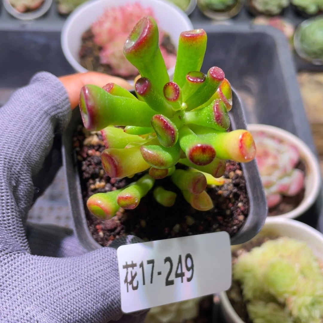 花利美17-249吸财树