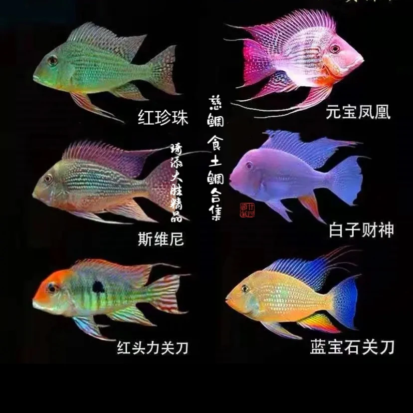 超萌好物 荧光绿宝石 食土鲷类宝石类小型热带观赏鱼