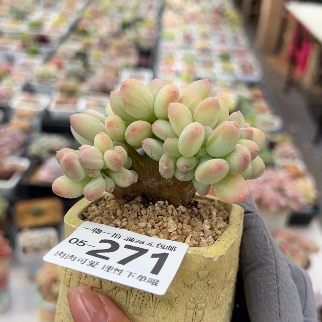 三日月美人缀化多肉多肉多肉多肉