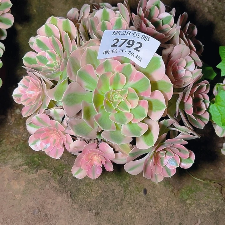 2792粉女巫多肉植物