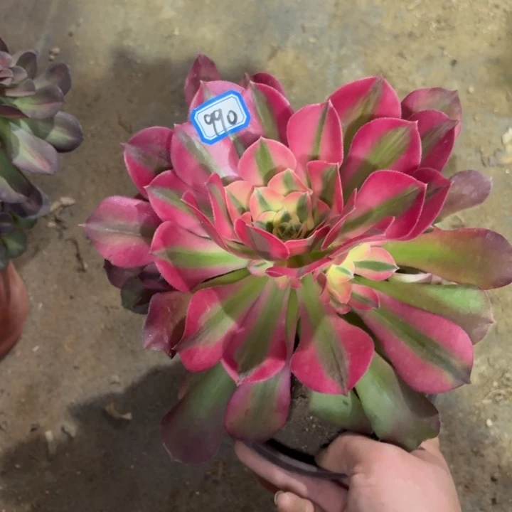 香妃法师多肉990