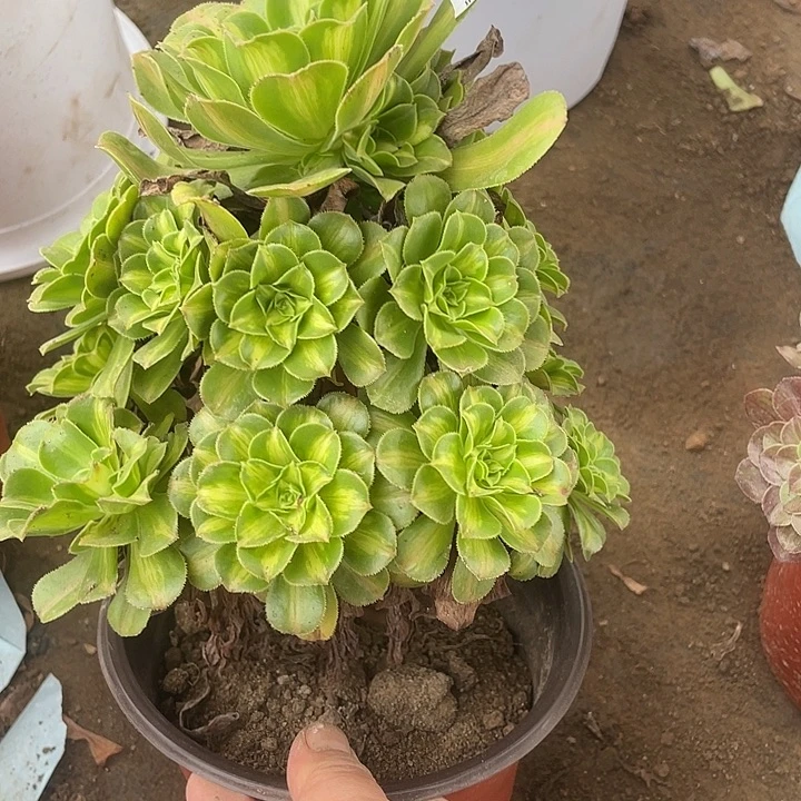 569琉璃多肉植物福利