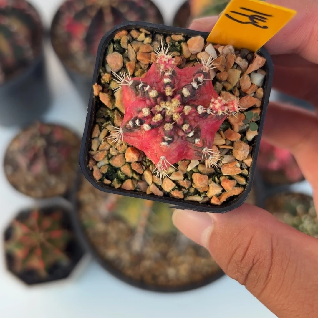 你***粑143-1216泰国发货多肉