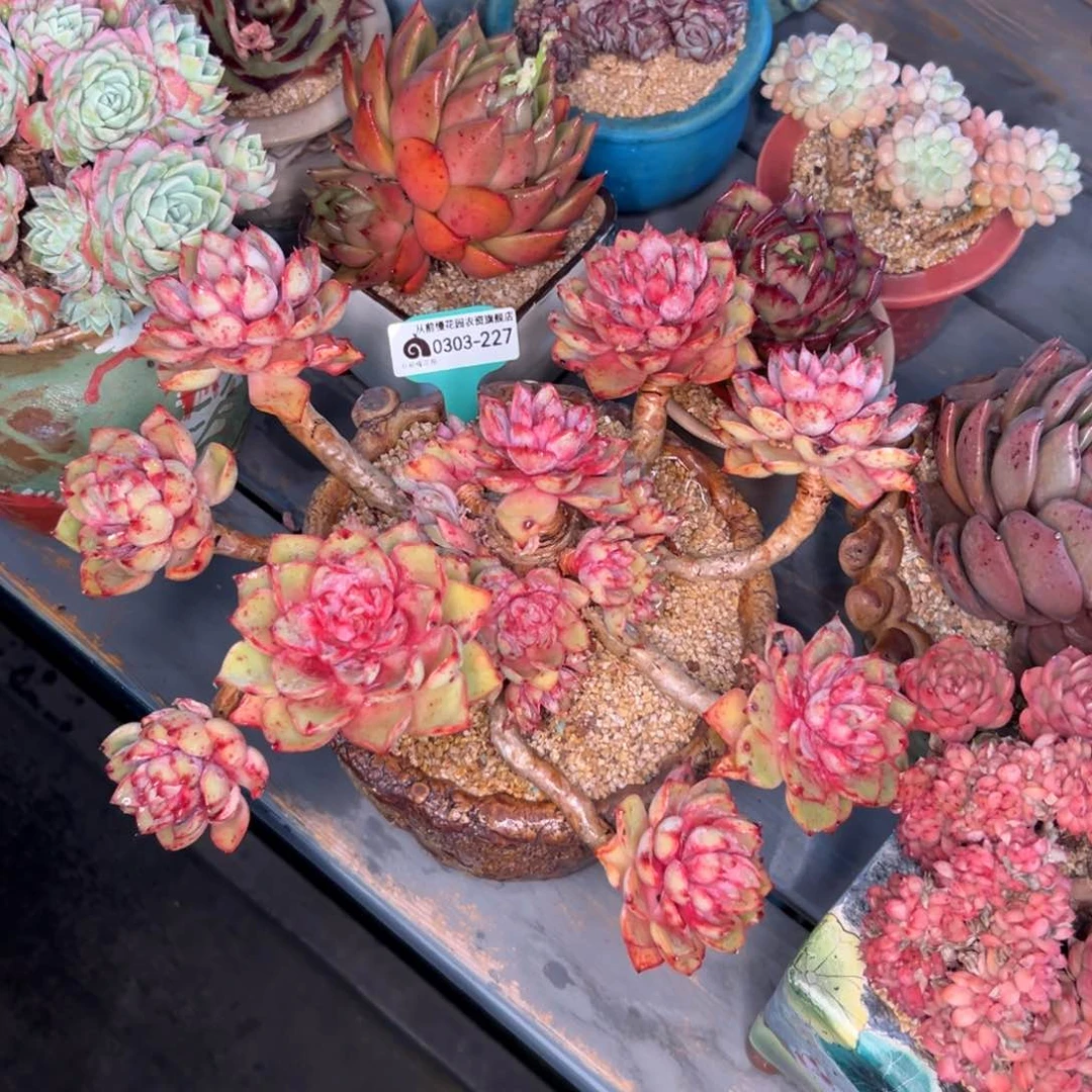 多肉一物一拍0303-227