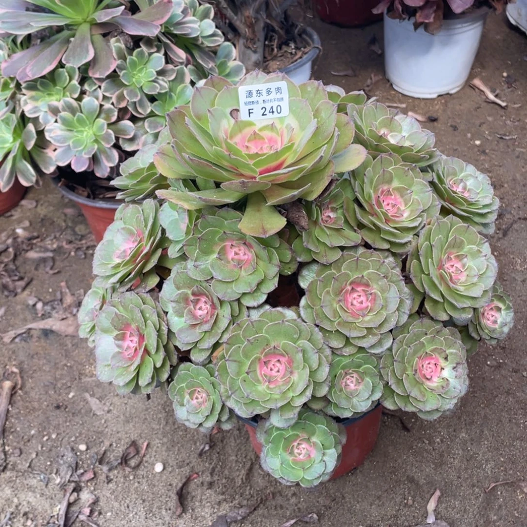 240红太阳多肉法师断枝不包