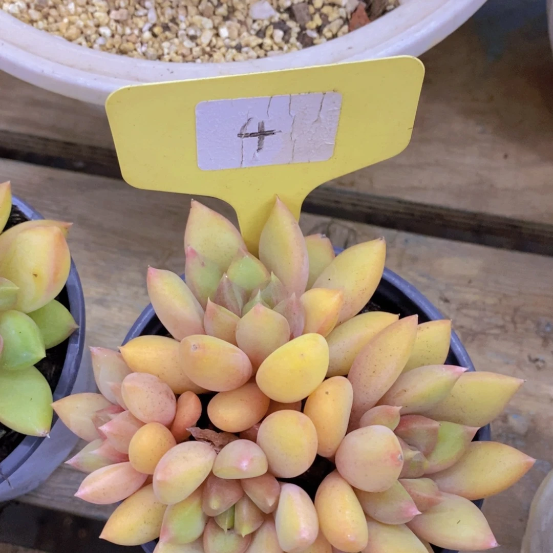 开心多肉，破价专场2，不包价