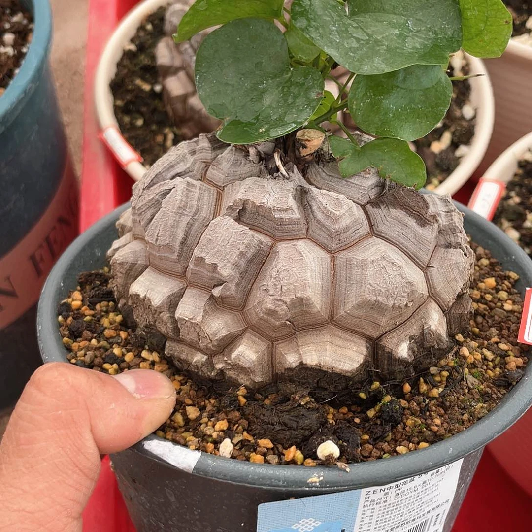 龟甲龙一物一拍4422号11.5cm