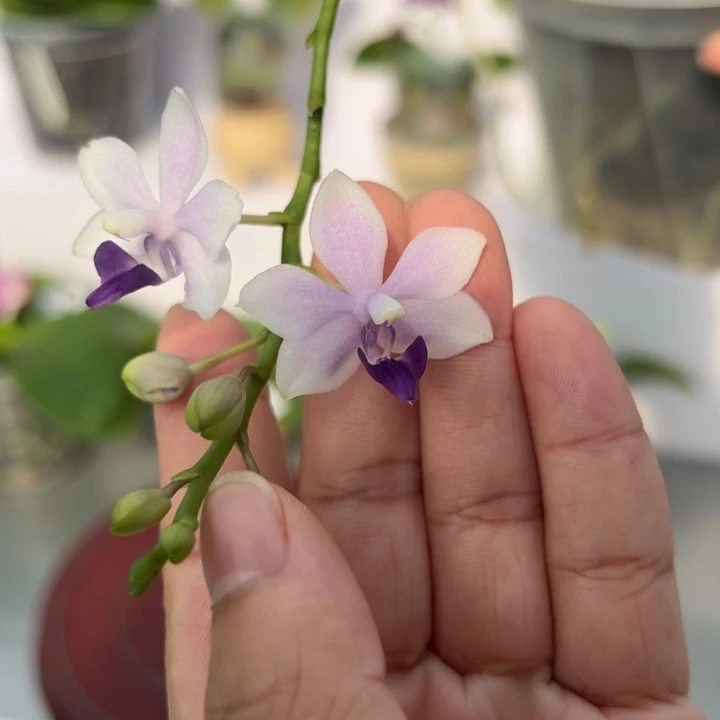 大部分花苞少量开放4寸杯小茴紫 蓝宝石 超仙