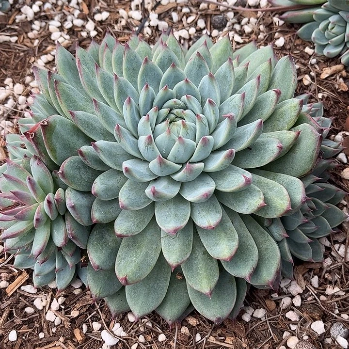 奇遥仙子19.99多肉植物