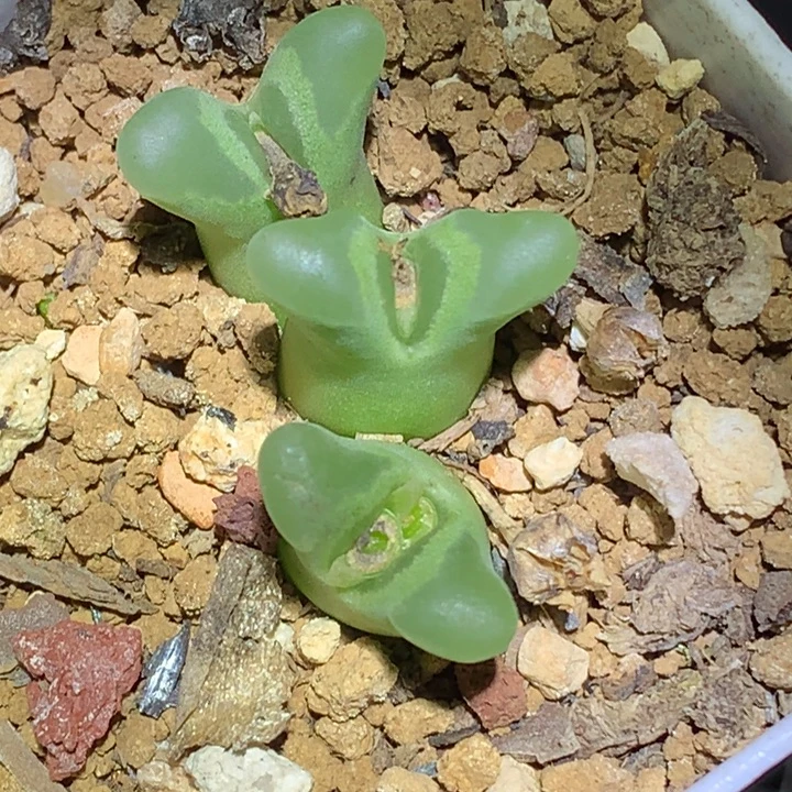 精品多肉植物精品多肉