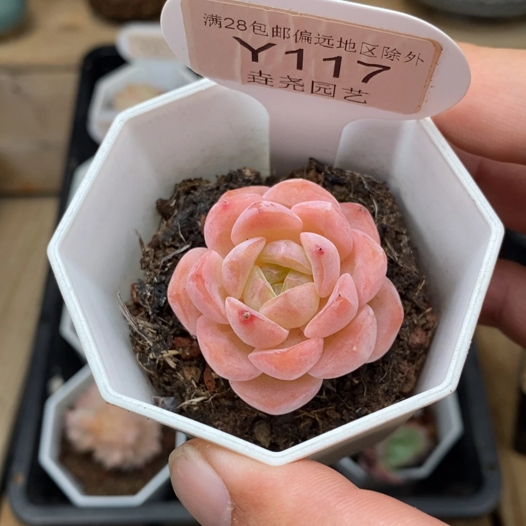 0117 梦幻芭比 3.5cm