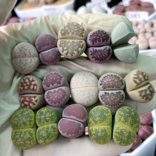 6522，如图母本一物一拍