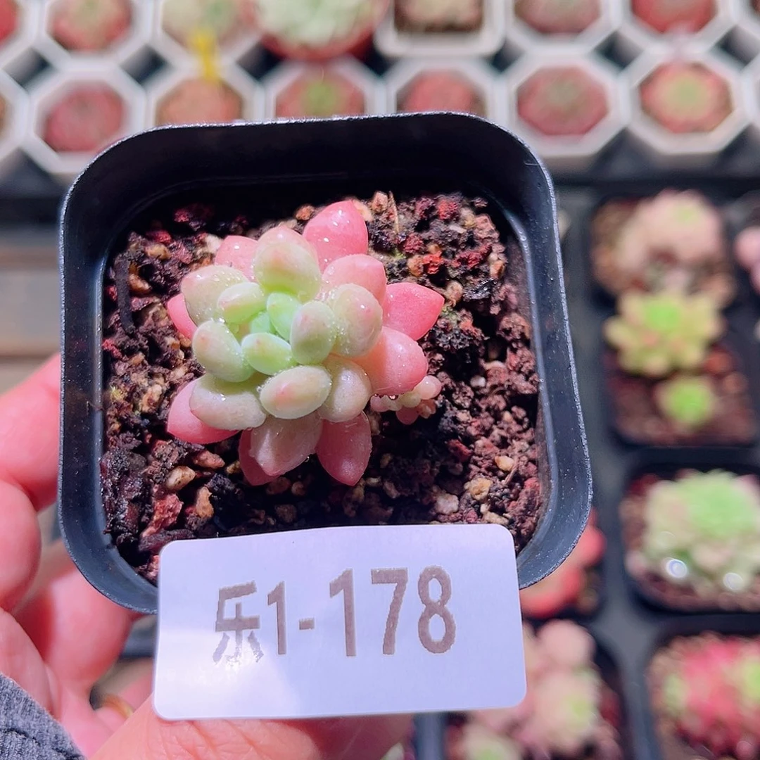 乐然1-178 洛可可