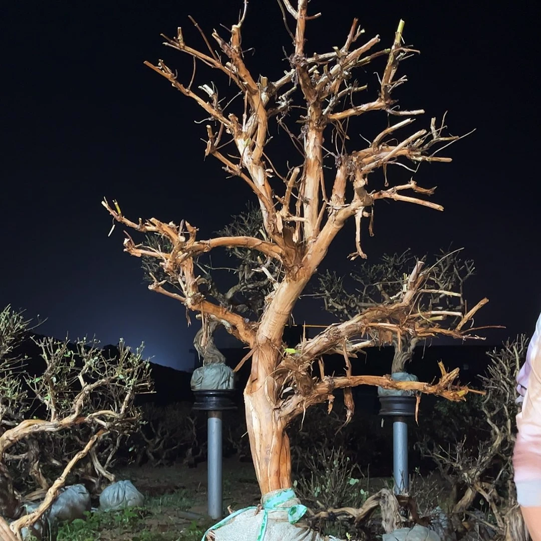 当前无花栽培后可以开花