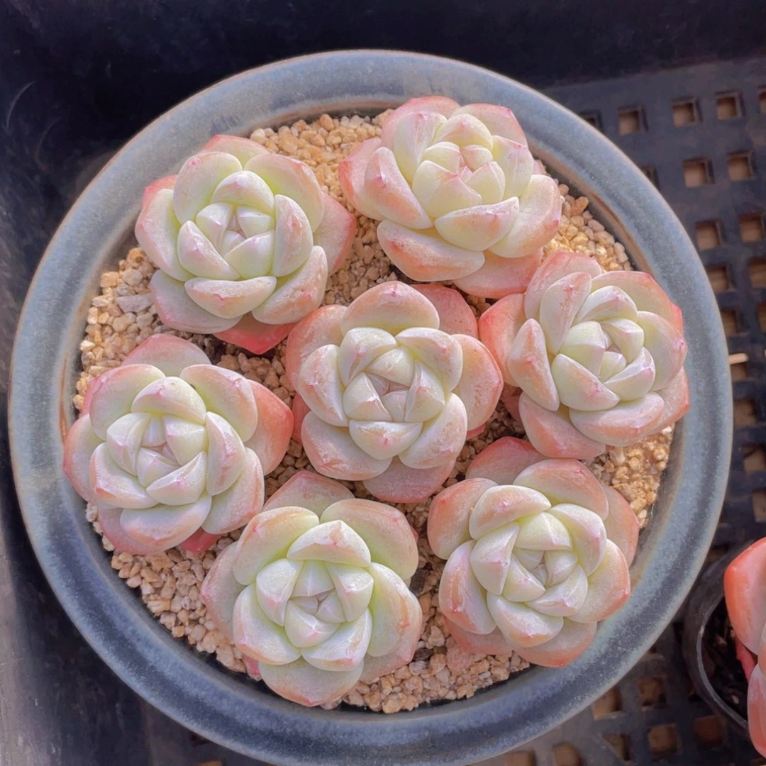 量拍100号 樱花钻石冰玉单头7个