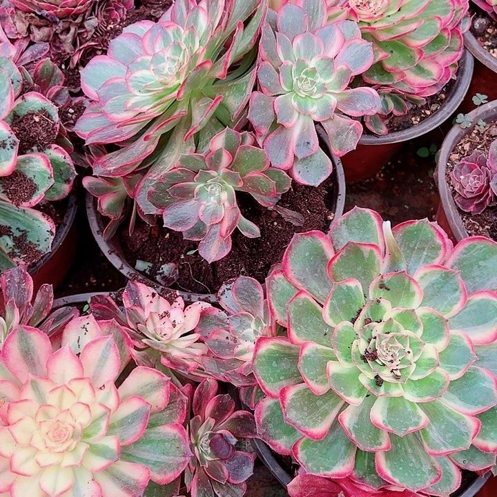 黑魔锦多肉植物大战