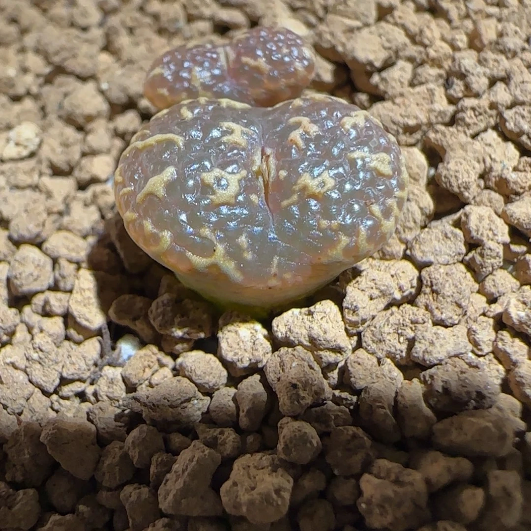 肉锥多肉植物组合-超级泡泡勋805