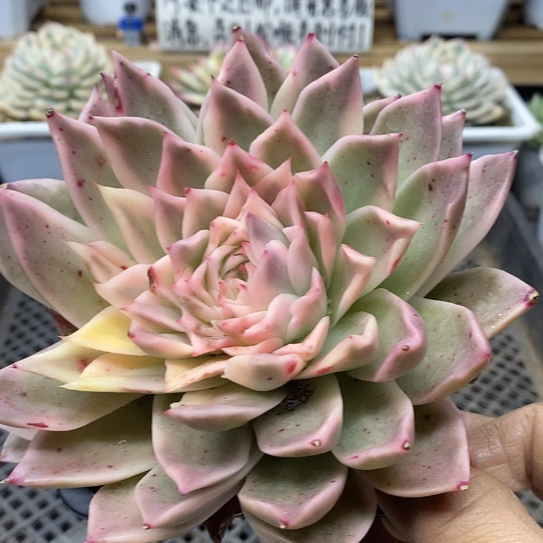 30149 海胆麦秆锦