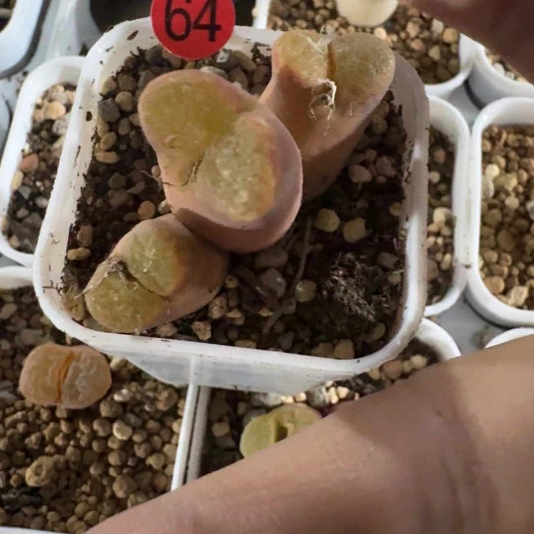 ?****65......多肉....