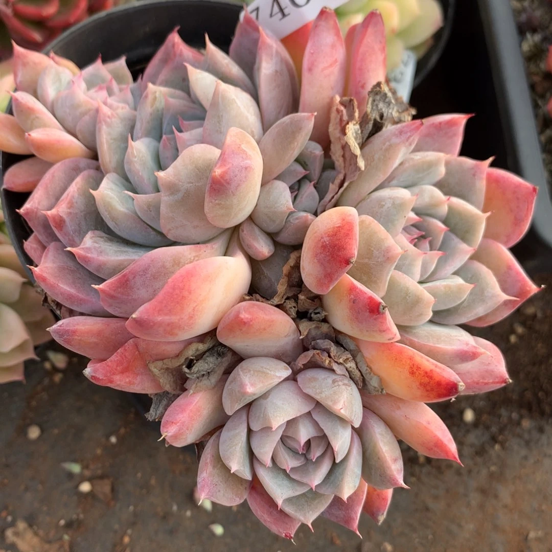 7403新年快乐发发发