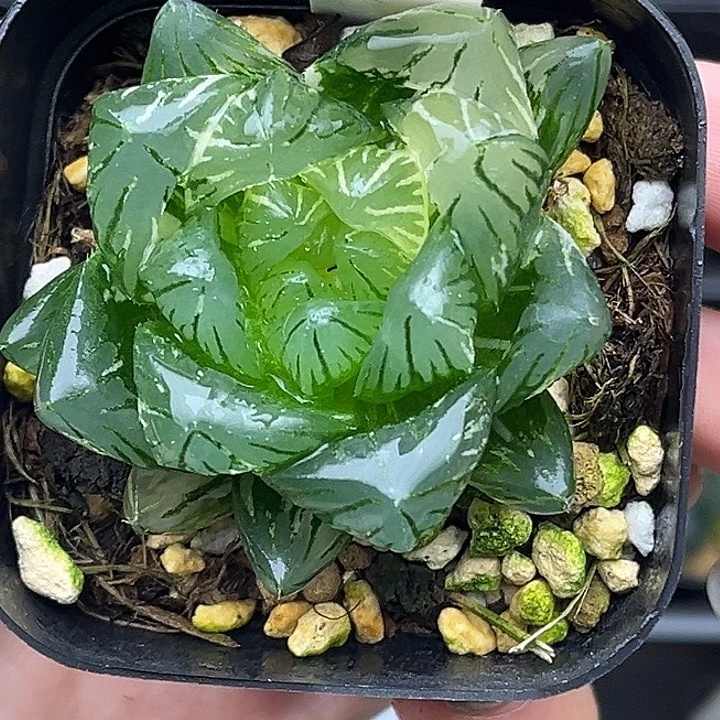 61大窗龙鳞玉露锦