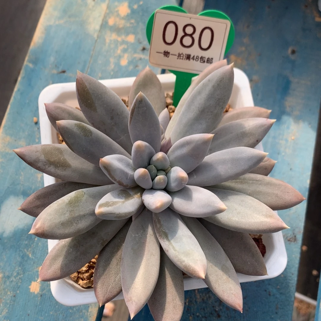 哥特萝莉彩体单头080