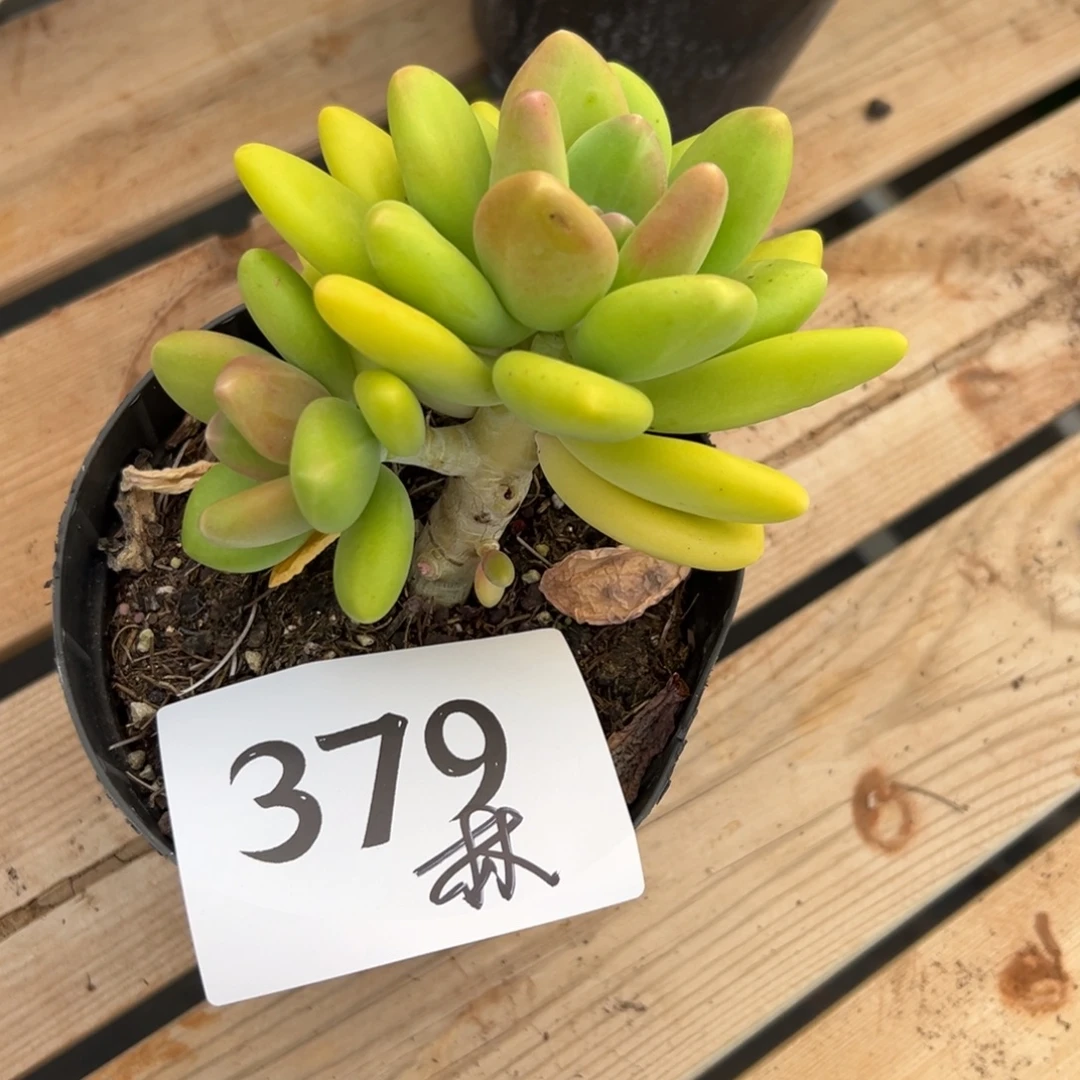 林***在379、想不彼此彼此v女女