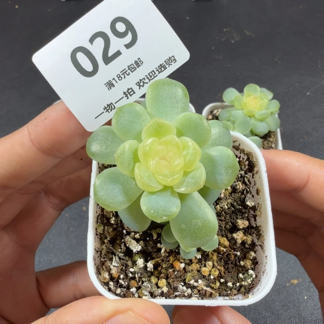 无尽灯带仔一物一拍029