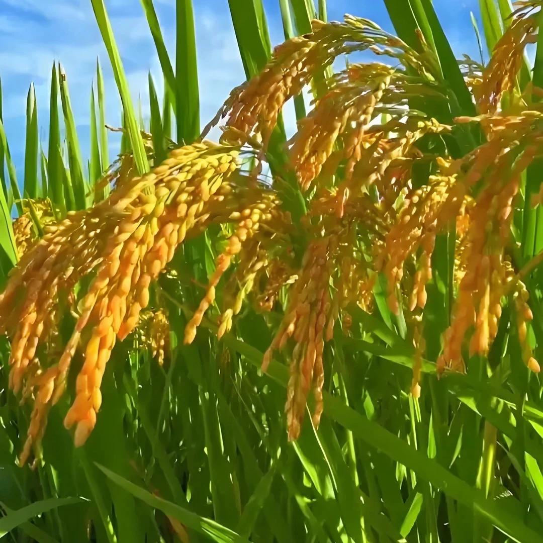 农村大米农产品/谨慎下单没有售后农家